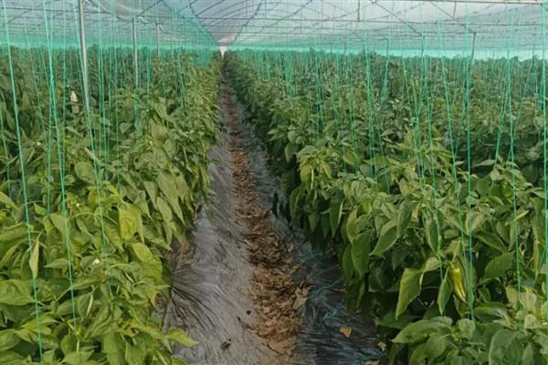 辣椒空心的原因，可能是前期控水过度所致