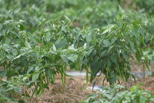 辣椒空心的原因，可能是前期控水过度所致