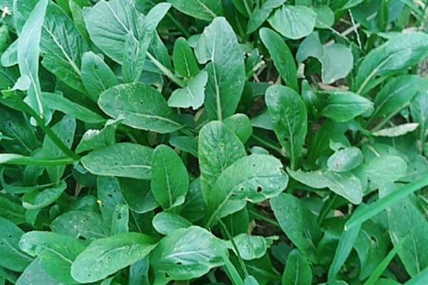 甜菜心腐病是缺什么元素，是缺硼元素