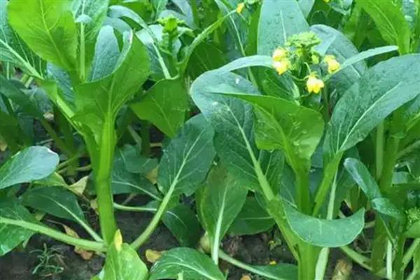 甜菜心腐病是缺什么元素，是缺硼元素