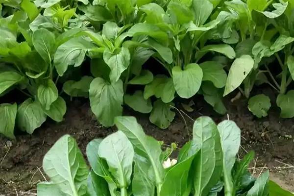 甜菜心腐病是缺什么元素，是缺硼元素