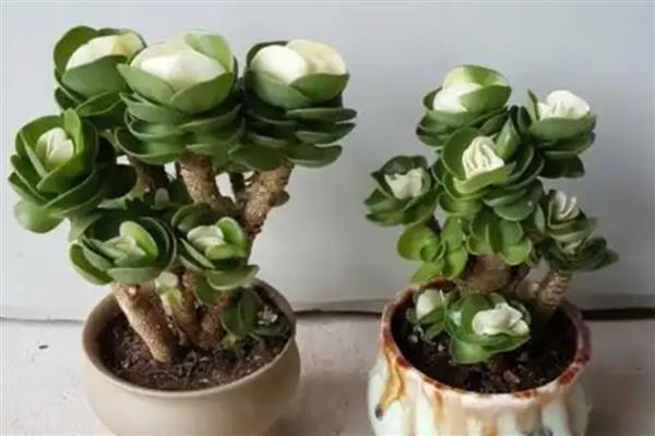 金钱木有没有毒，金钱木是有一定毒性的