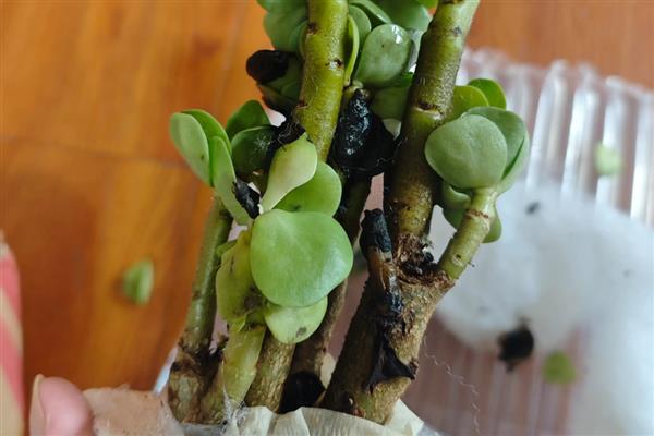 金钱木有没有毒，金钱木是有一定毒性的