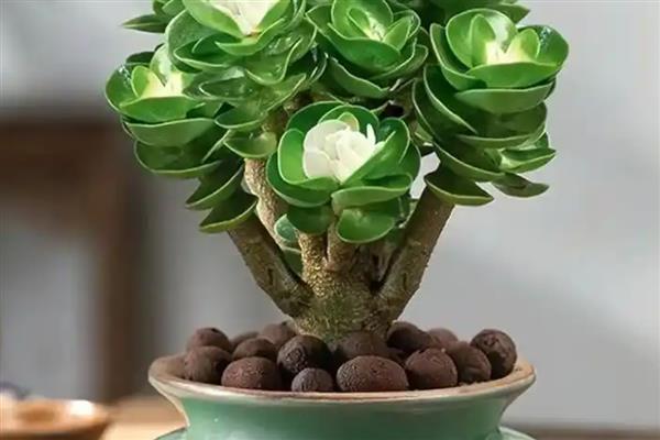 金钱木有没有毒，金钱木是有一定毒性的