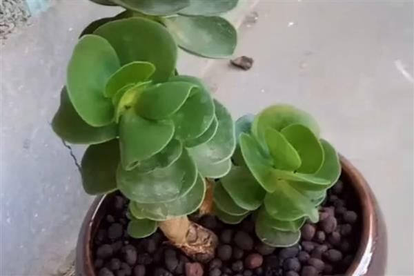 金钱木有没有毒，金钱木是有一定毒性的