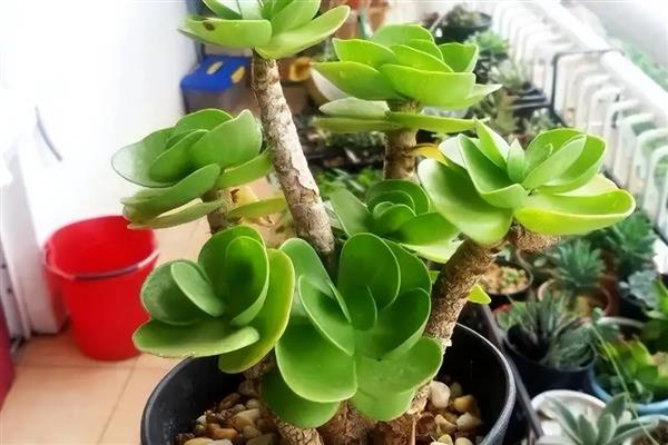 金钱木有没有毒，金钱木是有一定毒性的