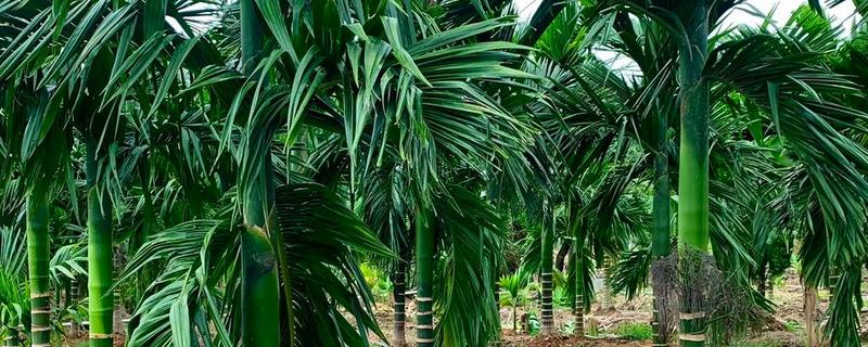 槟榔的产地分布在哪里，以东南亚、亚洲热带地区等地方为主