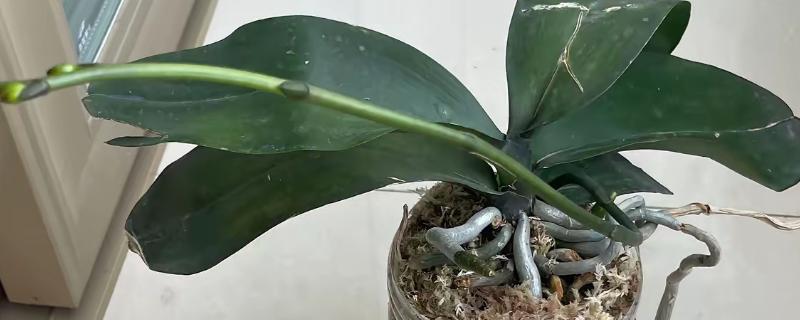 蝴蝶兰烂根如何处理，剪除腐烂的根系并消毒