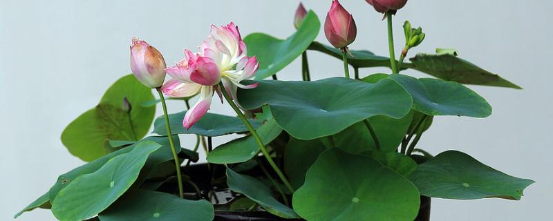 盆栽荷花为何叶子干枯，一般是温度不适、缺光、过度施肥等因素造成