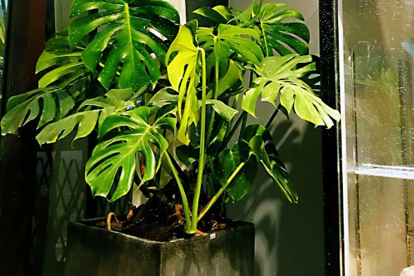 龟背竹能除甲醛吗，可以除甲醛