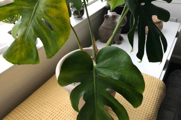 龟背竹能除甲醛吗，可以除甲醛