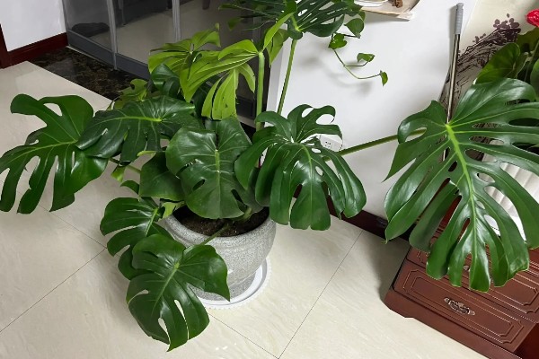 龟背竹能除甲醛吗，可以除甲醛