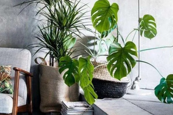 龟背竹能除甲醛吗，可以除甲醛