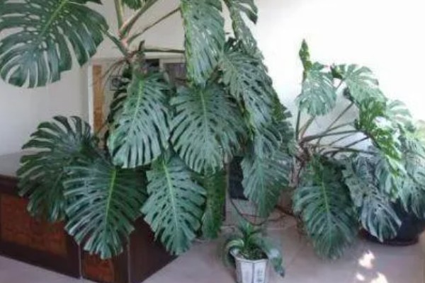 龟背竹能除甲醛吗，可以除甲醛