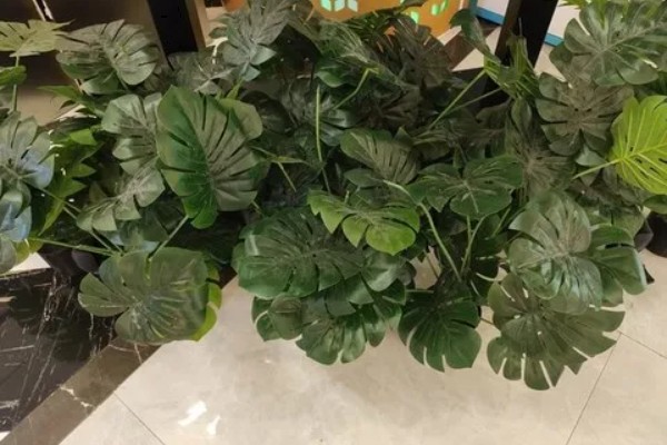 龟背竹能除甲醛吗，可以除甲醛