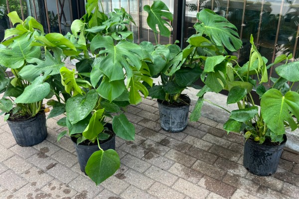 龟背竹能除甲醛吗，可以除甲醛