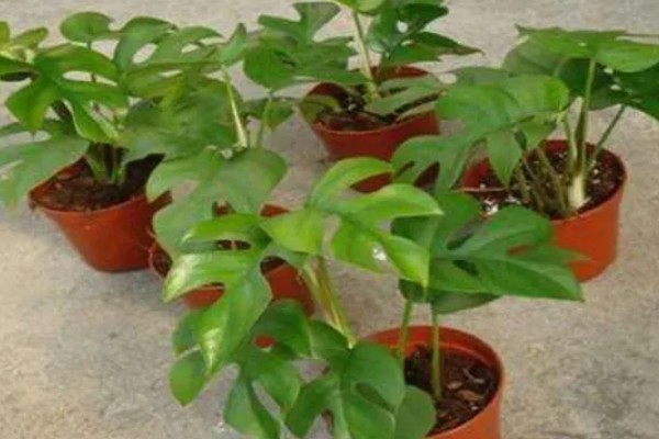 龟背竹能除甲醛吗，可以除甲醛