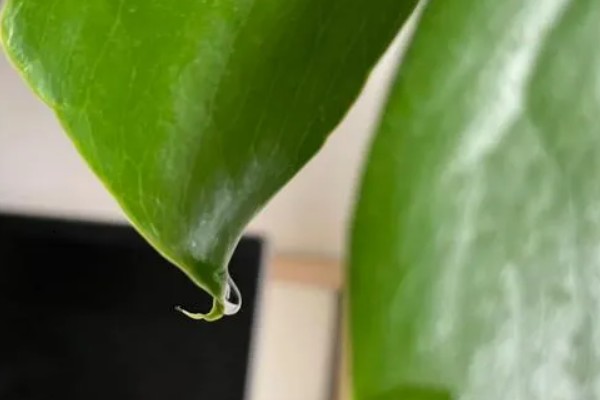 龟背竹能除甲醛吗，可以除甲醛