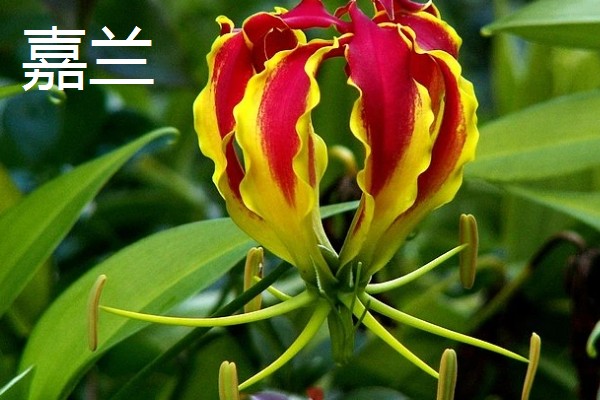 植物会变绿的原因，茎干和叶片中含有叶绿素