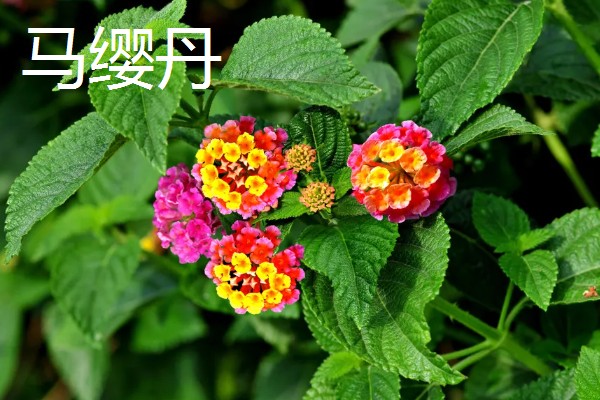 植物会变绿的原因，茎干和叶片中含有叶绿素