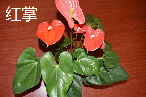 植物会变绿的原因，茎干和叶片中含有叶绿素