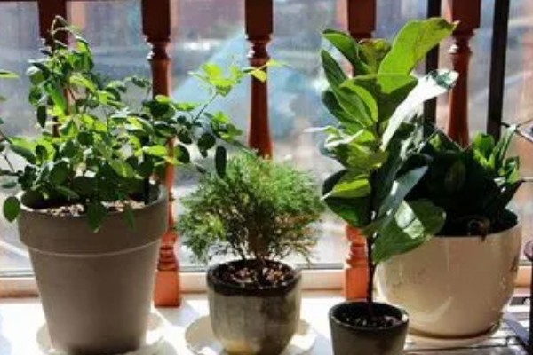 植物会变绿的原因，茎干和叶片中含有叶绿素