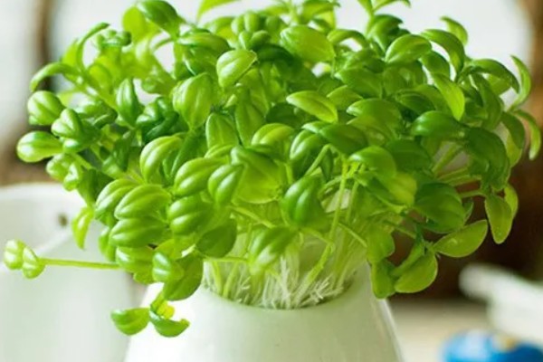 植物会变绿的原因，茎干和叶片中含有叶绿素