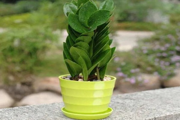 植物会变绿的原因，茎干和叶片中含有叶绿素