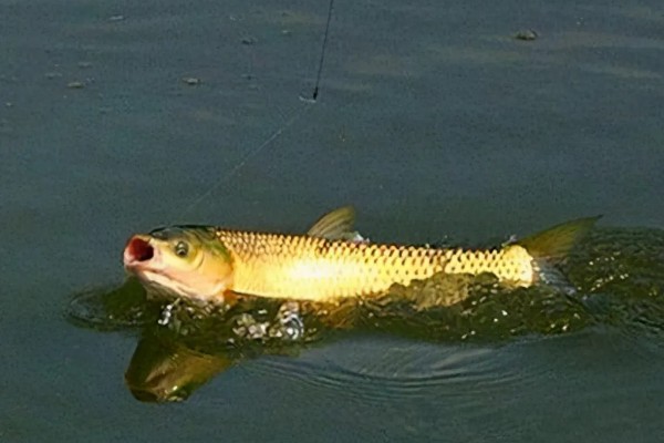 春天钓草鱼应该钓深还是钓浅，初春钓深更容易成功