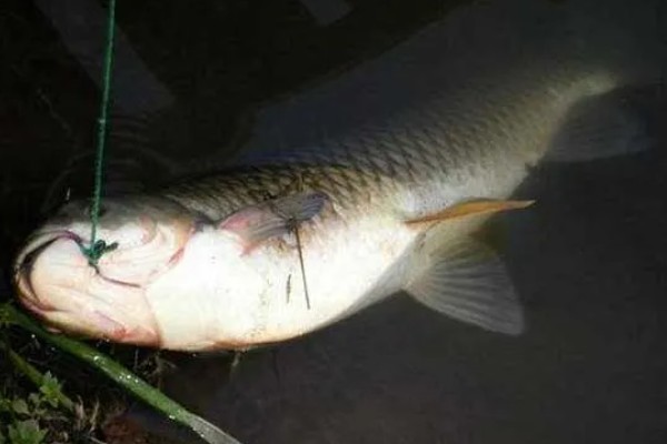 春天钓草鱼应该钓深还是钓浅，初春钓深更容易成功