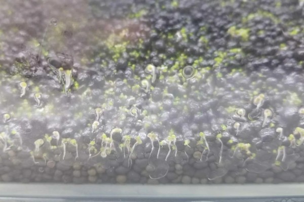 水草种子拉丝的原因，可能是种植不合理所致