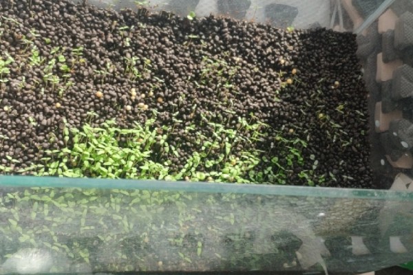 水草种子拉丝的原因，可能是种植不合理所致