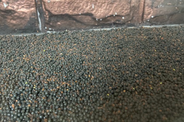 水草种子拉丝的原因，可能是种植不合理所致