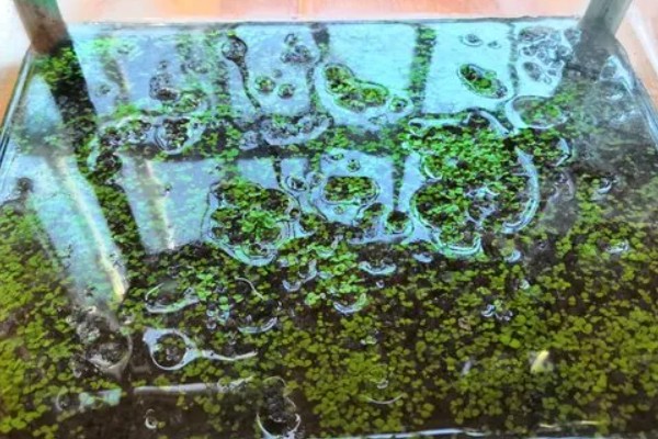 水草种子拉丝的原因，可能是种植不合理所致