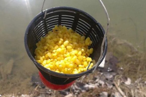 春天钓草鱼应该钓深还是钓浅，初春钓深更容易成功