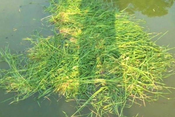 春天钓草鱼应该钓深还是钓浅，初春钓深更容易成功