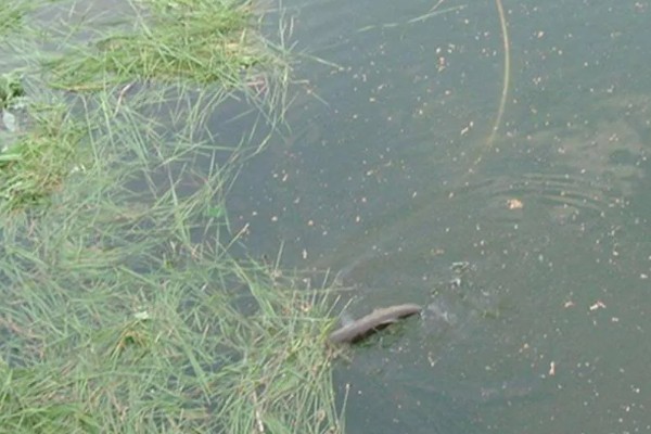 春天钓草鱼应该钓深还是钓浅，初春钓深更容易成功