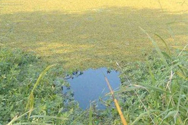 春天钓草鱼应该钓深还是钓浅，初春钓深更容易成功