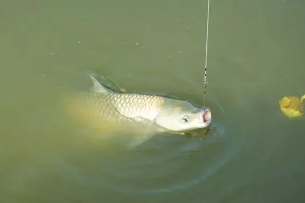 春天钓草鱼应该钓深还是钓浅，初春钓深更容易成功