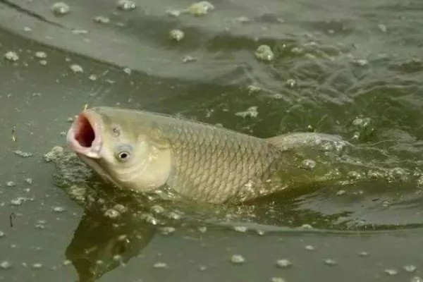 春天钓草鱼应该钓深还是钓浅，初春钓深更容易成功