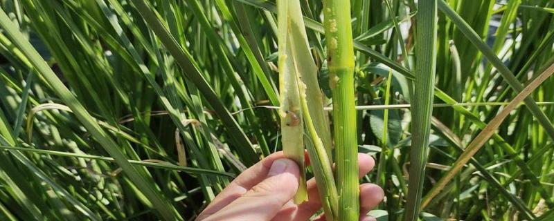 怎么防治稻螟虫,清除杂草可减少虫源