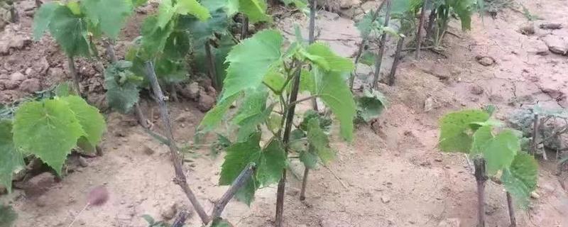 葡萄移栽后怎么管理，追施氮磷钾复合肥可促进生长