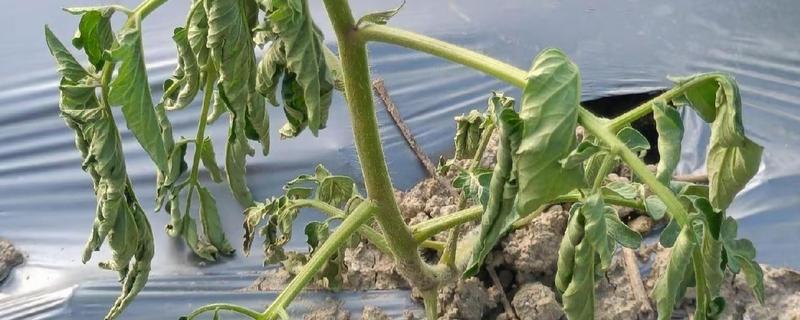 蔬菜病害症状,一般有变色、斑点、腐烂等表现