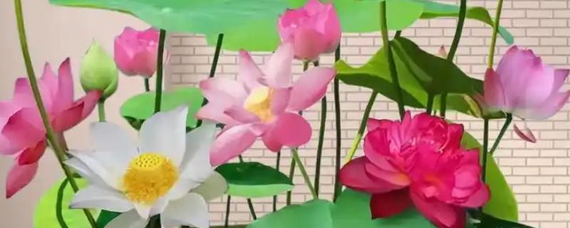 怎么在家养荷花，可养在全光照的环境中