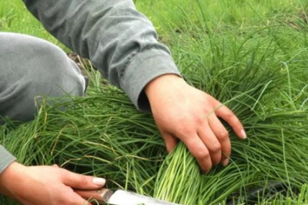 新种的韭菜可以割第一次，30-40天左右就可以进行