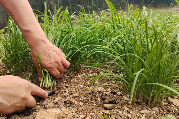 新种的韭菜可以割第一次，30-40天左右就可以进行