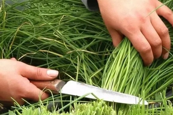 新种的韭菜可以割第一次，30-40天左右就可以进行