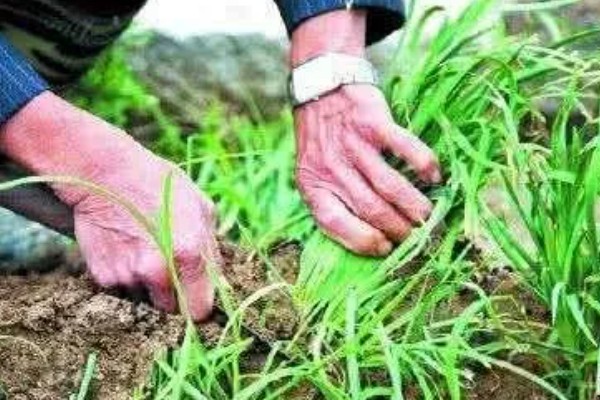 新种的韭菜可以割第一次，30-40天左右就可以进行