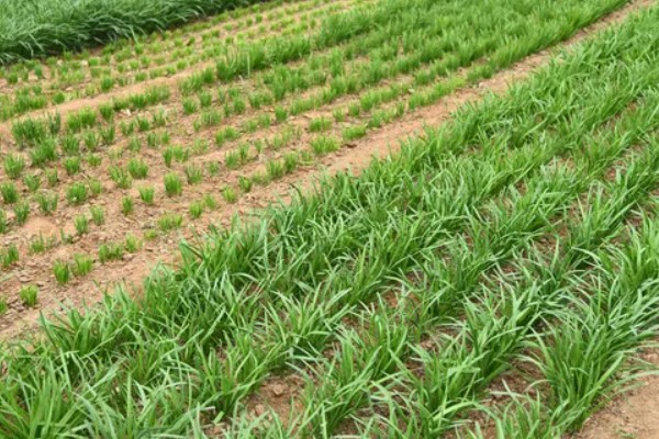 新种的韭菜可以割第一次，30-40天左右就可以进行