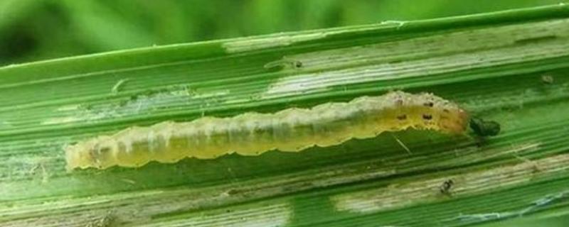 稻纵卷叶螟的防治方式，以下药物均能起到防治效果